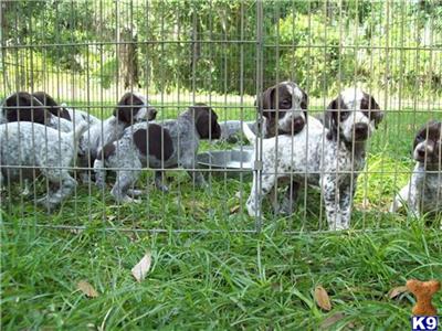 German Shorthaired Pointer Puppies for Sale